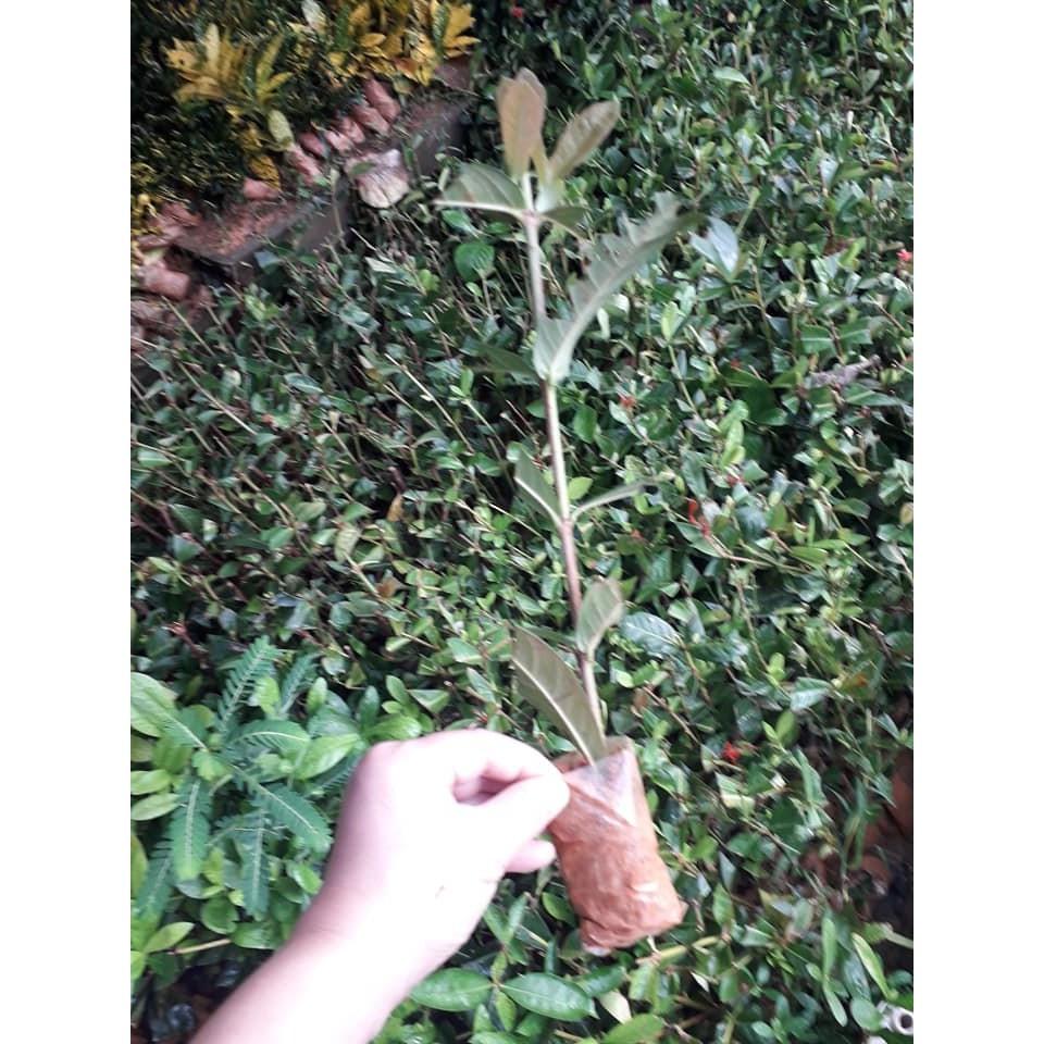 Cây giống hoa mẫu đơn đỏ mỹ