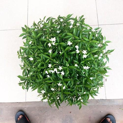 3 BẦU CÂY GIỐNG MAI VẠN PHÚC cmvp