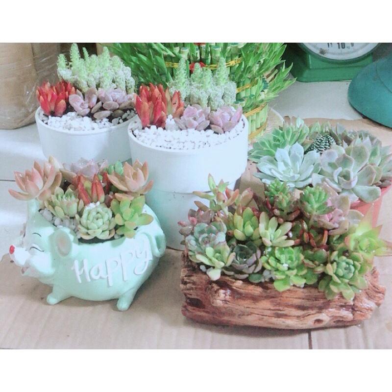 Chậu Sen Đá Tiểu Cảnh