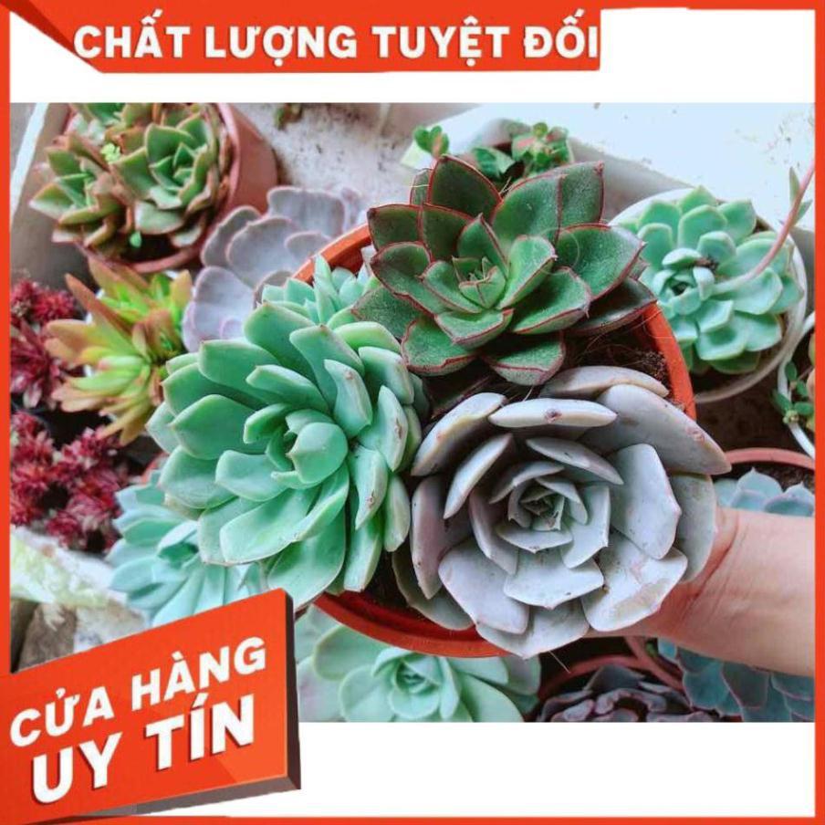 Sen đá mix 3 cây lớn Nhiều Người Mua