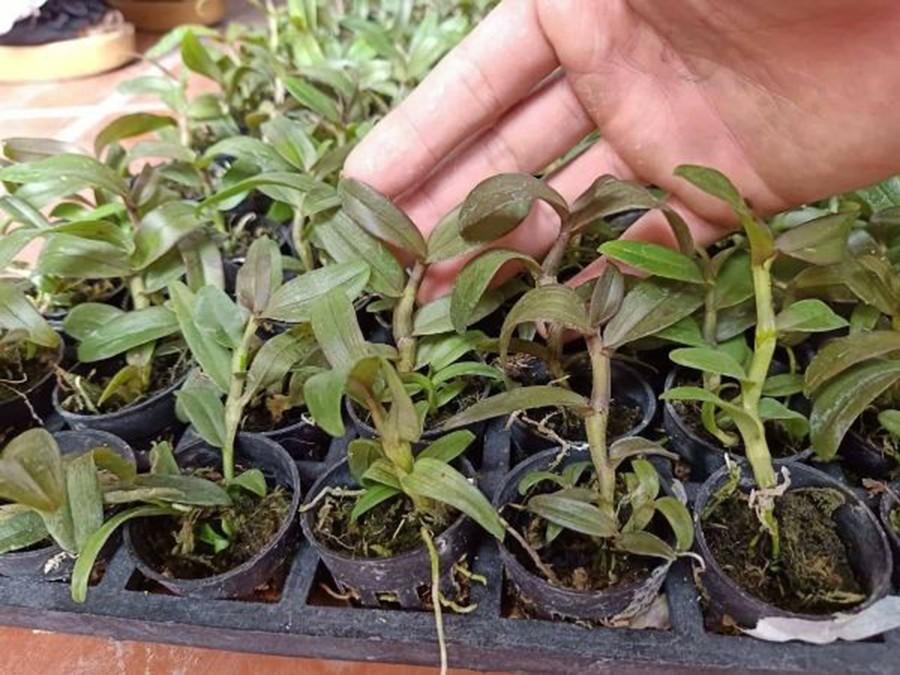 Combo 2 cây phi điệp trường sơn cực đẹp