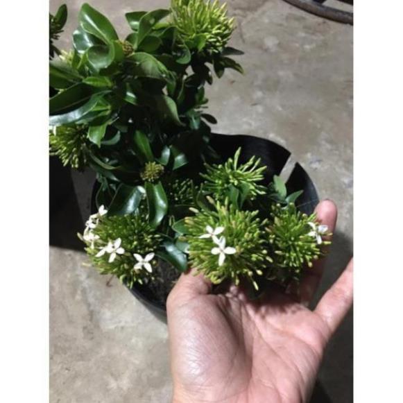 Hoa mẫu đơn màu trắng siêu hoa , cây đẹp, giống chuẩn