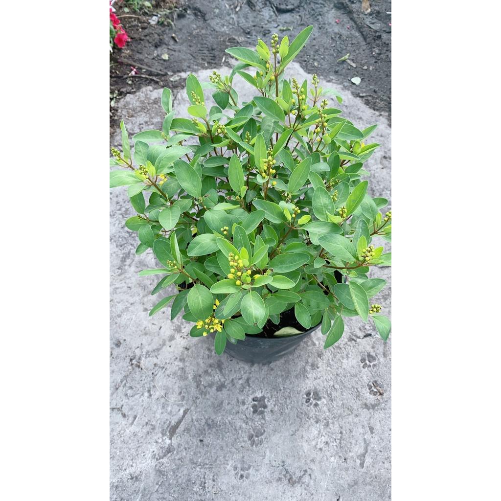 Cây Kim Đồng Vàng