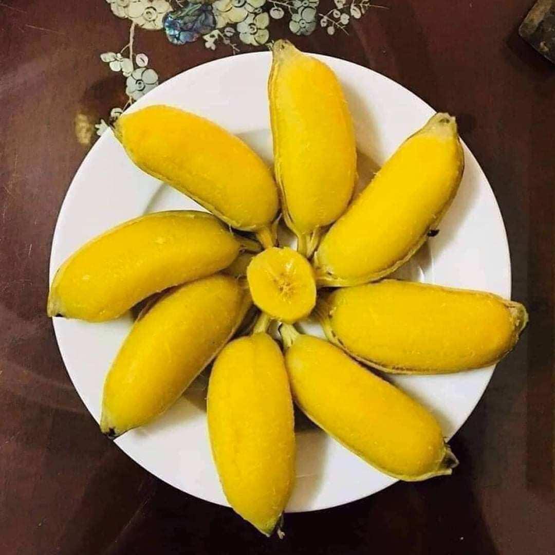 CÂY GIỐNG CHUỐI SÁP NGHỆ MITAS