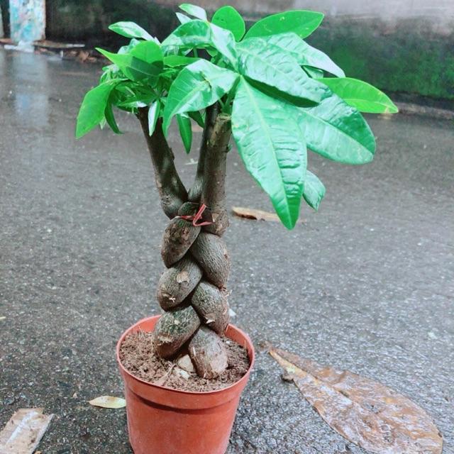 Kim Ngân 3 Thân Thắt Bính