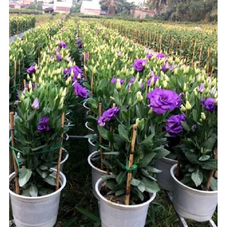 Hạt giống hoa cát tường mix màu 5hạt/gói