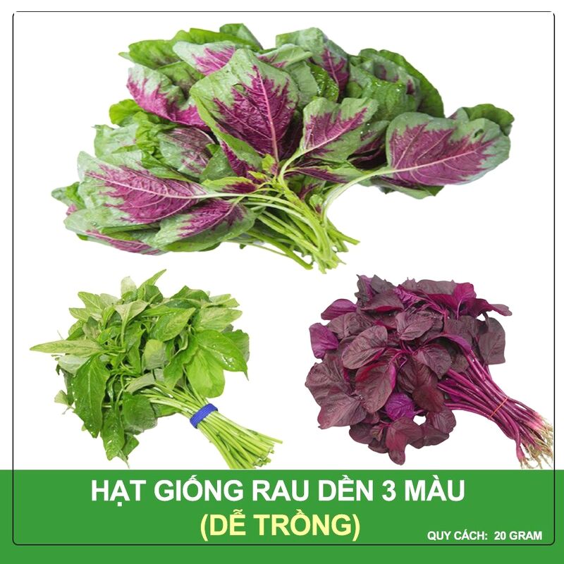 Hạt Giống Rau Dền Ba Màu Ra do 336 Gói 20g
