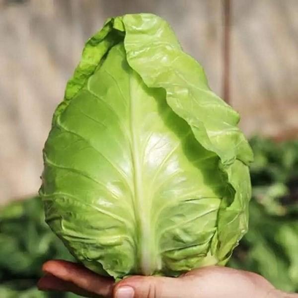 Hạt Giống Bắp Cải trái Tim