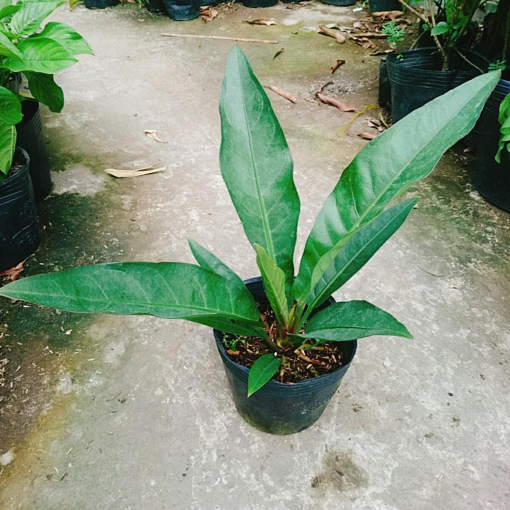 Cây Trầu Bà Đế Vương Ý - cây cảnh để bàn