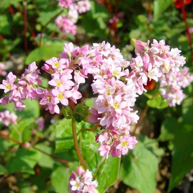 Tam giác mạch 50gram