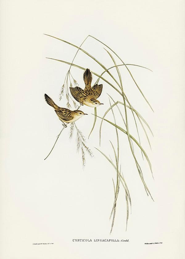 Tranh canvas vintage  - Chim sẻ (Cysticola lineocapilla) - BVT-65