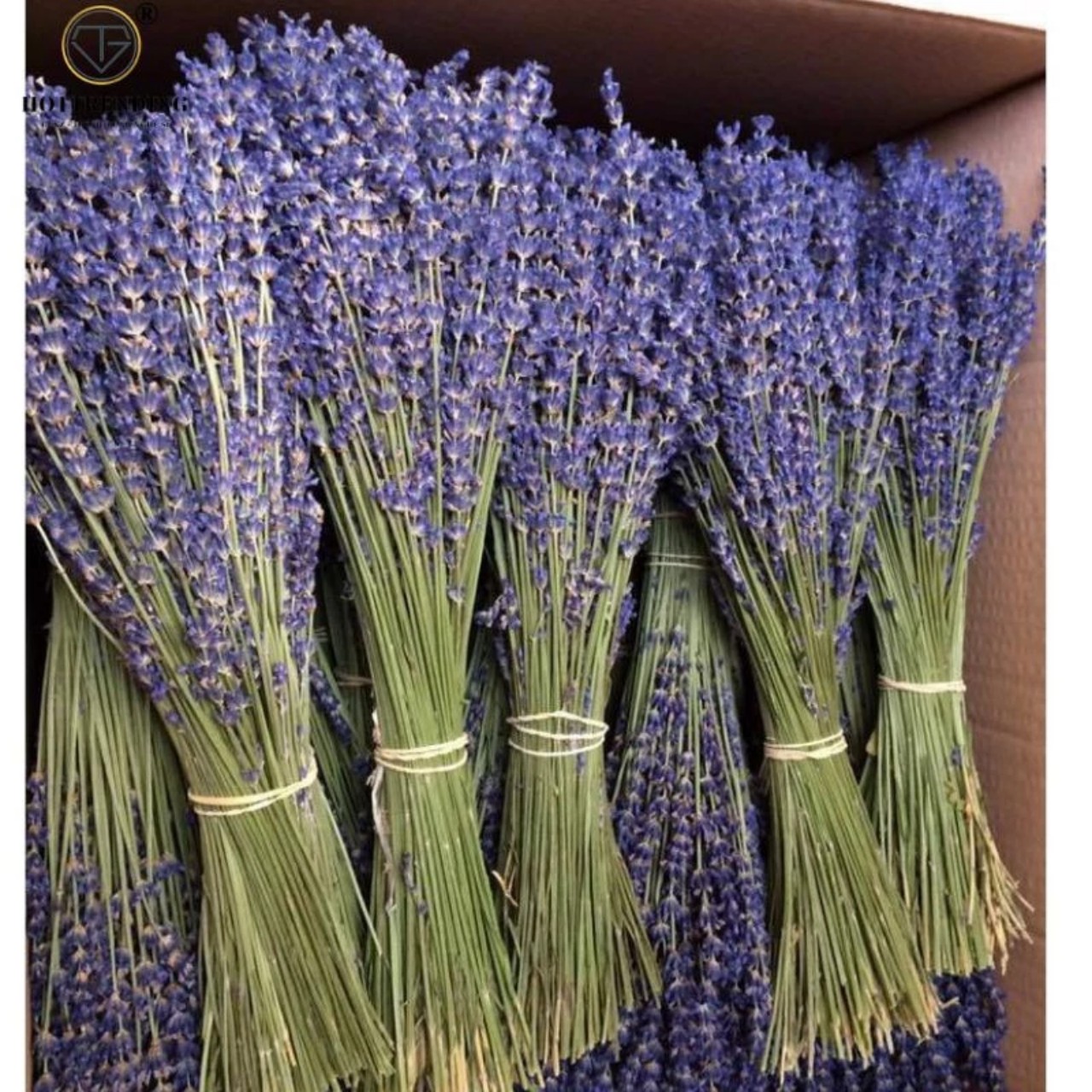 Bó Hoa Khô Lavender Thơm Dịu 100 Cành Hoa Oải Hương Vintage Trang Trí Décor Nhà Cửa Làm Quà Tặng Kỷ Niệm - HÀNG CHÍNH HÃNG MINIIN