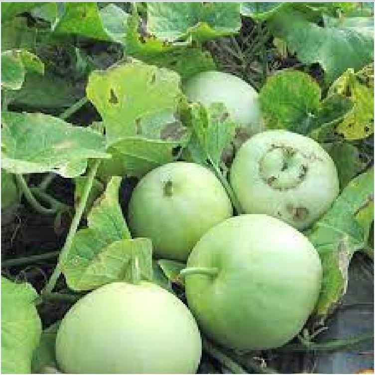 Combo 5 gói hạt giống dưa các loại dễ trồng-gói 10 hạt - tặng 1 phân bón lót