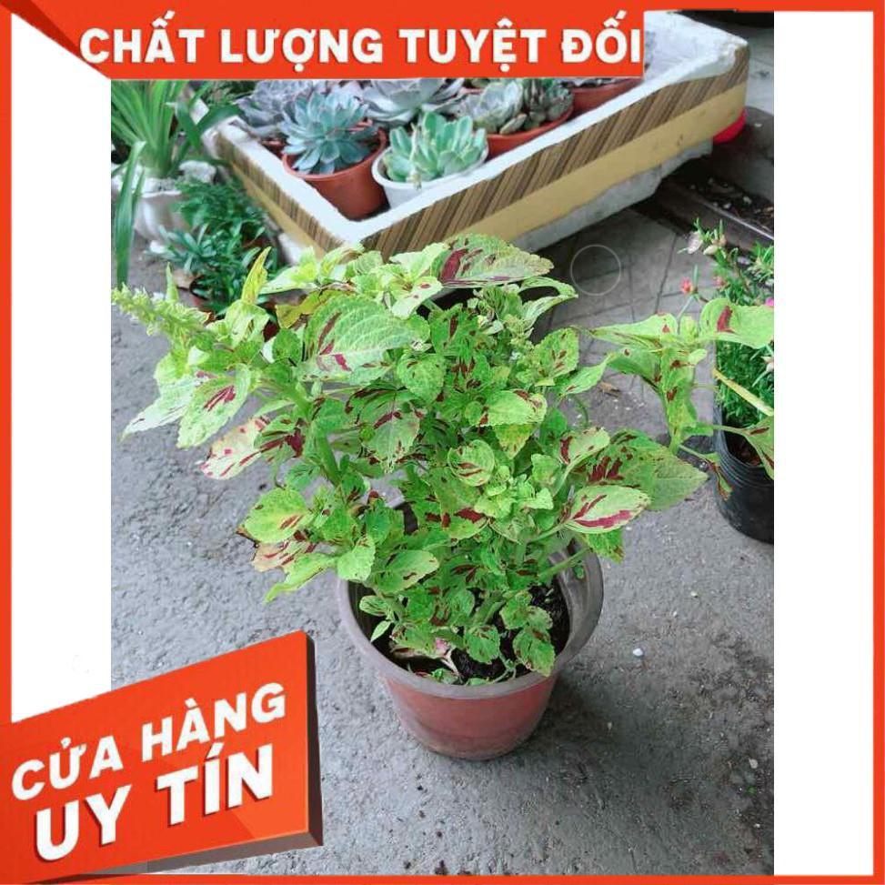 Cây Lá Gấm Vàng Nhiều Người Mua