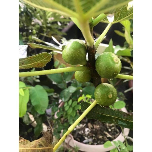 Cây Sung mỹ siêu ngọt cho quả sau 3 tháng trồng