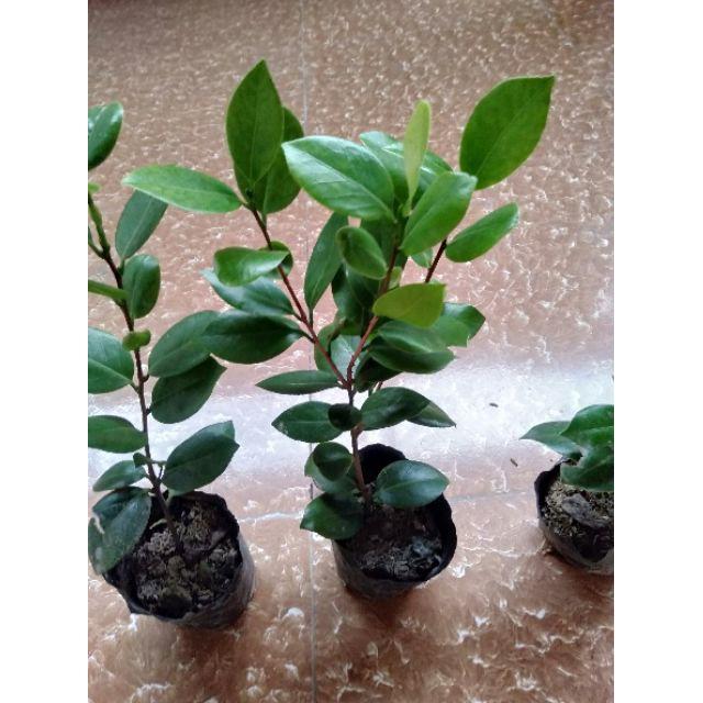 Cây đẹp, Cây hoa trà my giống