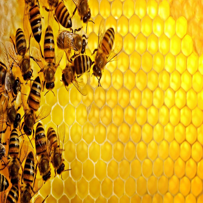 Mật ong nguyên chất  (MS ) - (1350g) - Mật ong rừng hoa cà phê