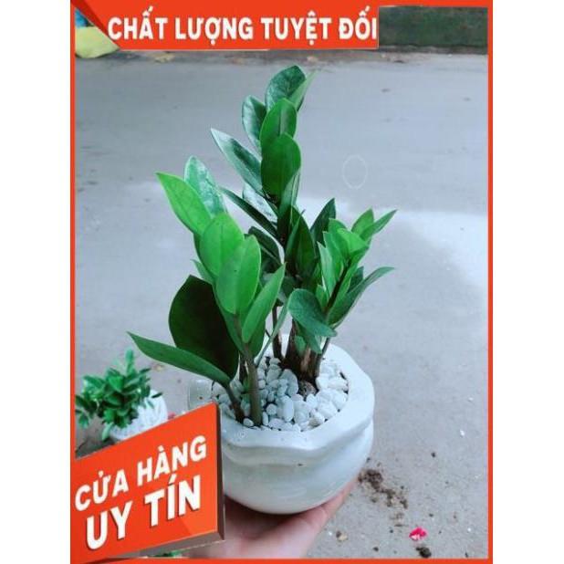 Chậu Kim Tiền Thái