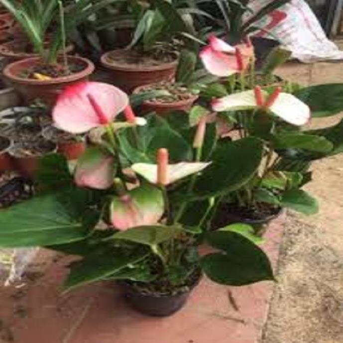Chậu cây hồng môn THIÊN NGA SIÊU HIẾM, cây phong thủy để bàn cho gia chủ vượng khí , nhiều tài lộc