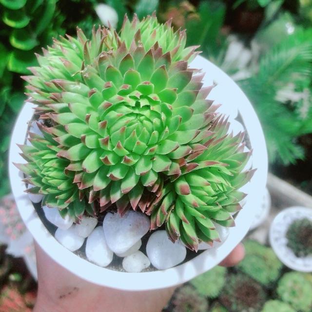 Phật Bà Viền Đỏ Kèm Chậu Sứ