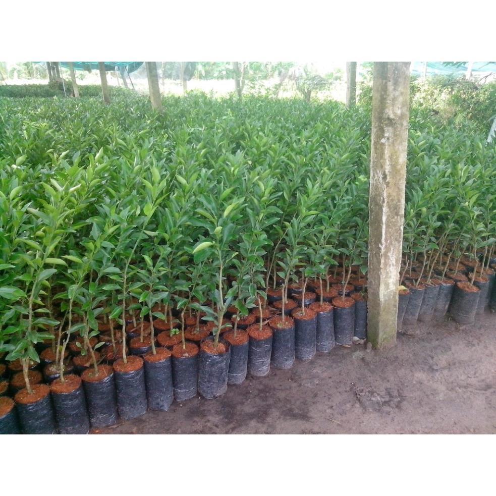 CÂY GIỐNG CAM SÀNH MIỀN NAM