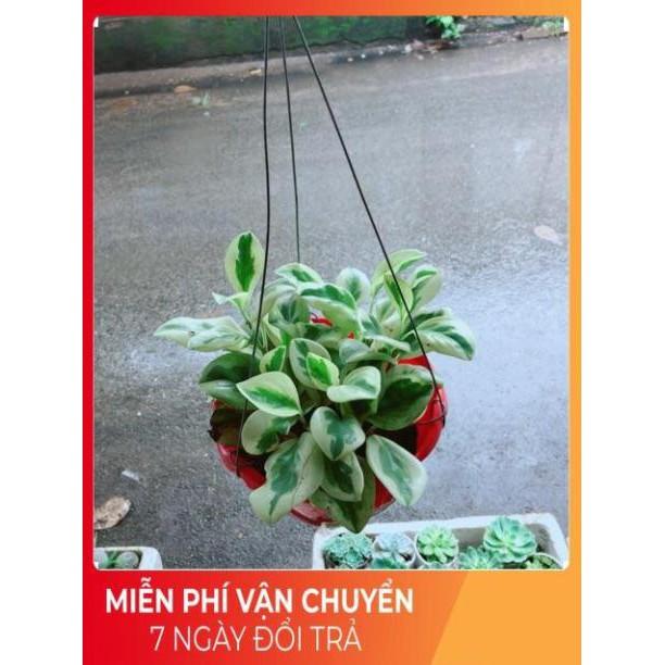 Chậu Trường Sinh