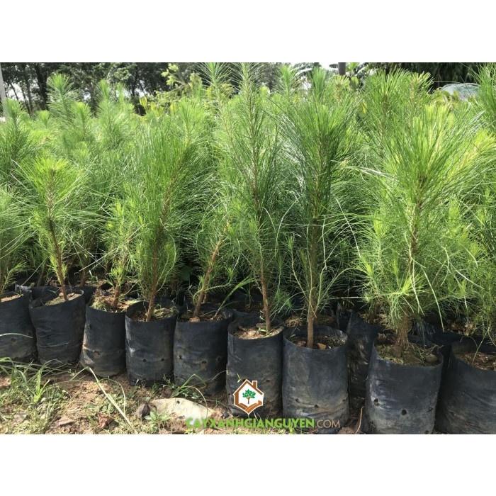 Cây Giống Thông Ba Lá