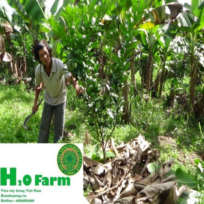 Cây Bưởi Da Xanh Chuẩn Giống Bến Tre Trái Ngọt Tép Mọng Nước + Tặng 01 cây dâu da đất