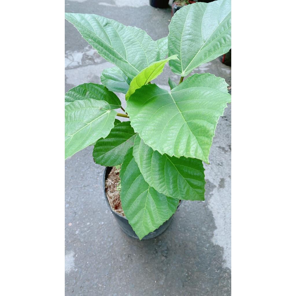 Cây Vả Cao 50cm