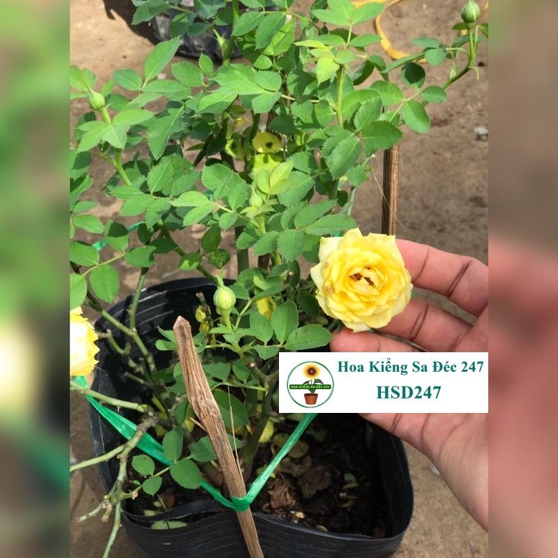 Hoa hồng trứng vàng nhỏ - Tặng phân bón