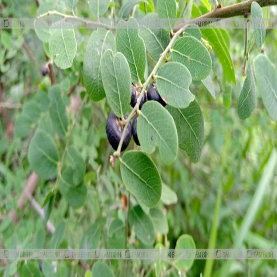 Cây Mực tươi giống Khô 1kg