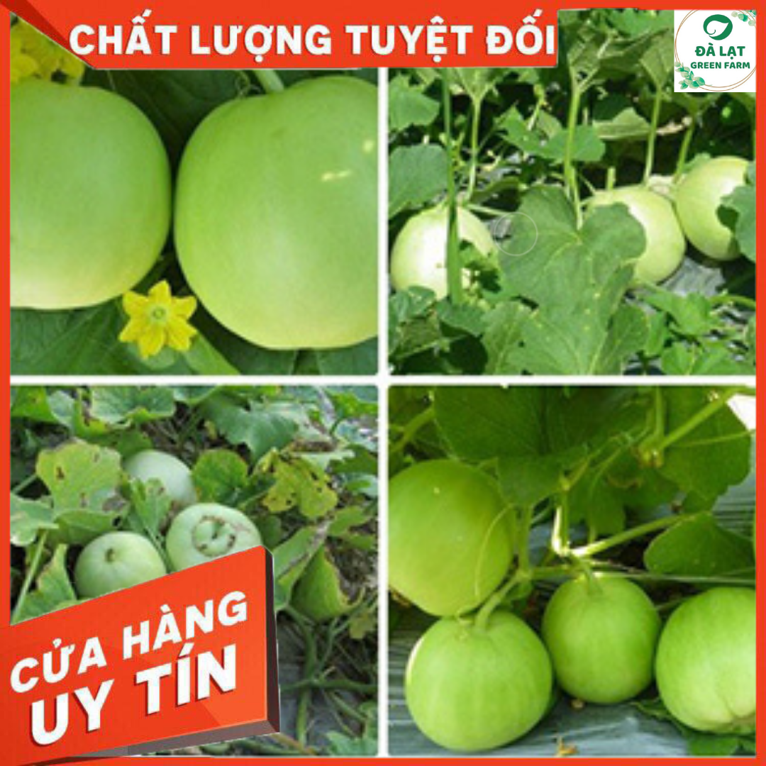 15H - HẠT GIỐNG DƯA LÊ SIÊU NGỌT