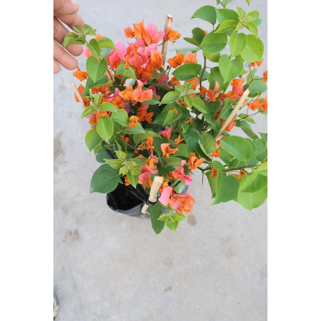 Cây hoa giấy màu cam