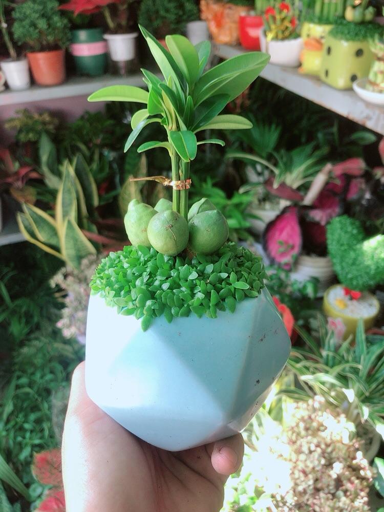 Chậu Cây May Mắn Tài Lộc