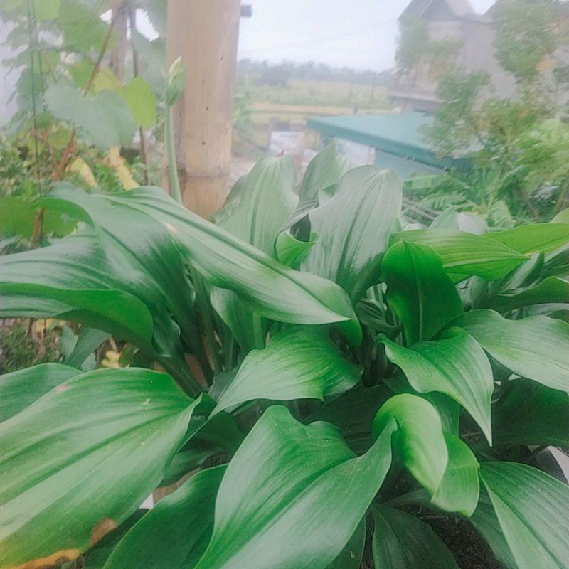 Củ Hoa Ngọc Trâm