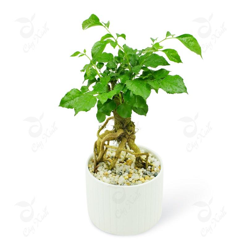 CÂY HẠNH PHÚC PHONG THỦY- cây bonsai mini để bàn