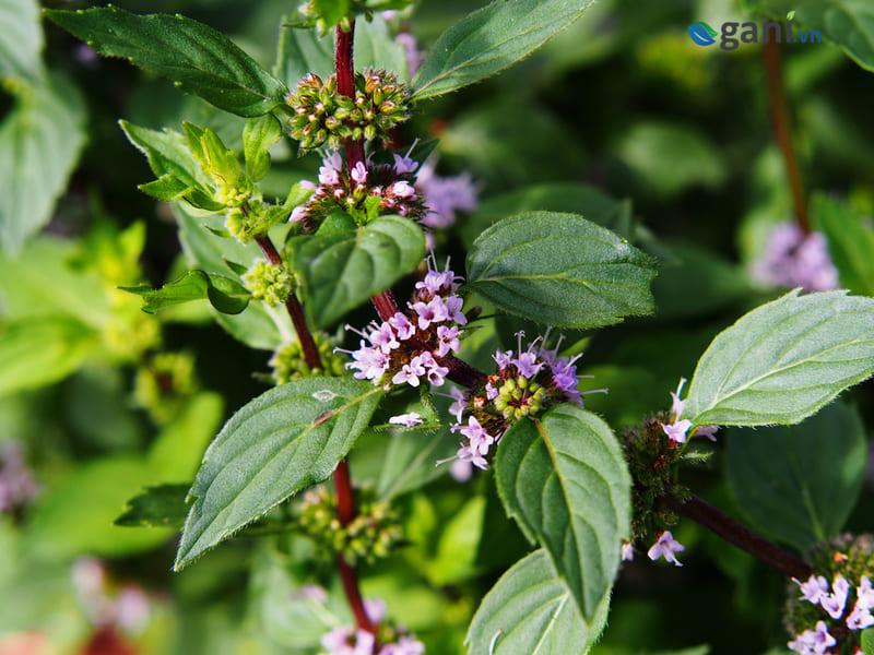 Hạt Giống Bạc Hà Âu Peppermint