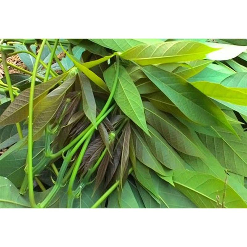 2 KG LÁ cây  KHOAI MÌ  tươi.