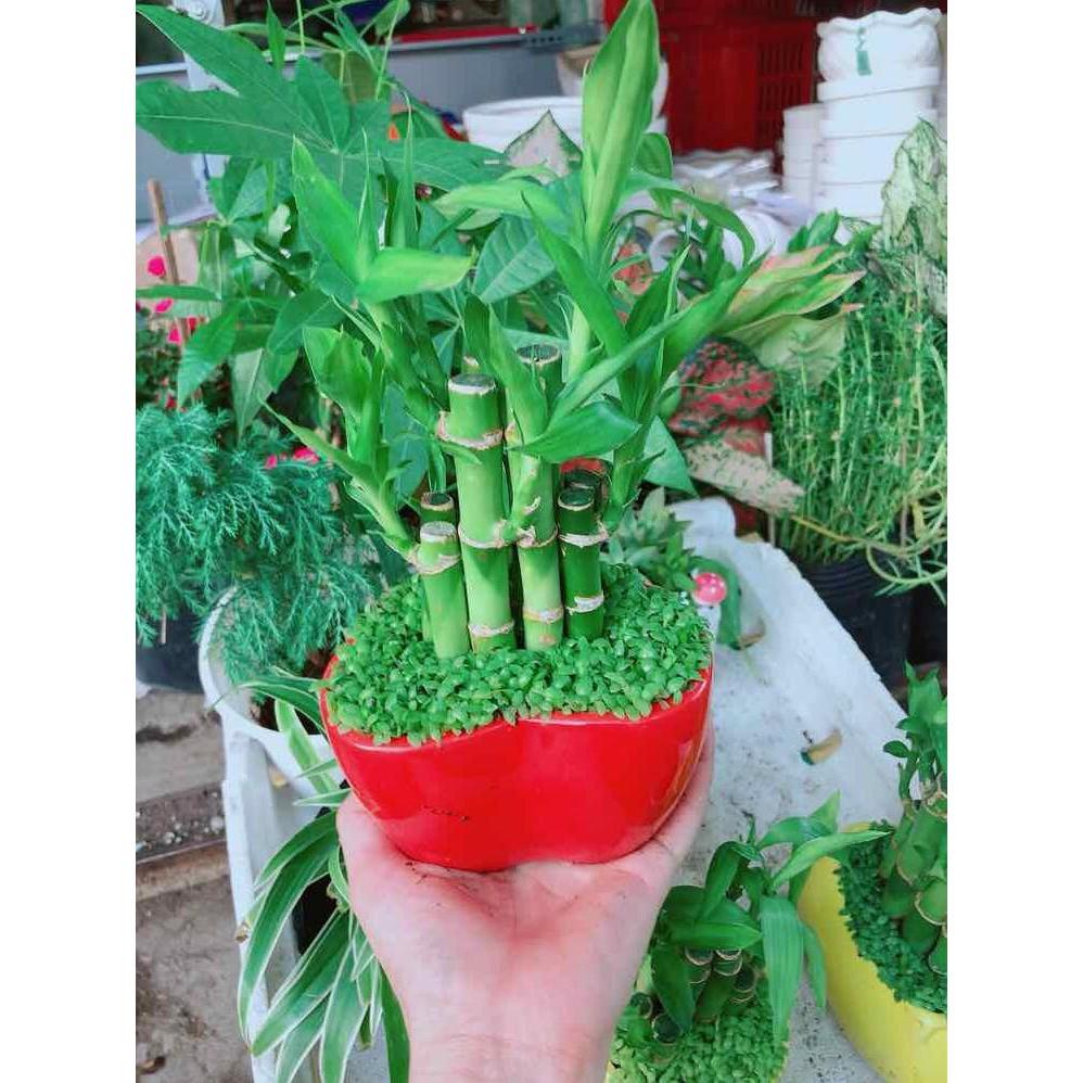Chậu trúc phát tài trái tim đỏ Bán Chạy