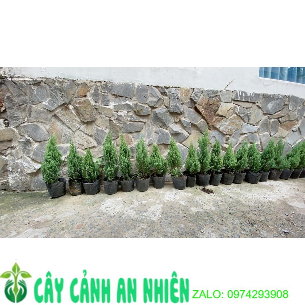 Cây Tùng Cao 40cm