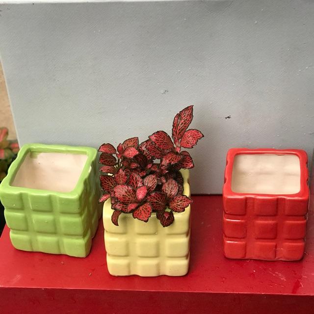 Chậu sứ vuông trồng cây kt: 7x7cm