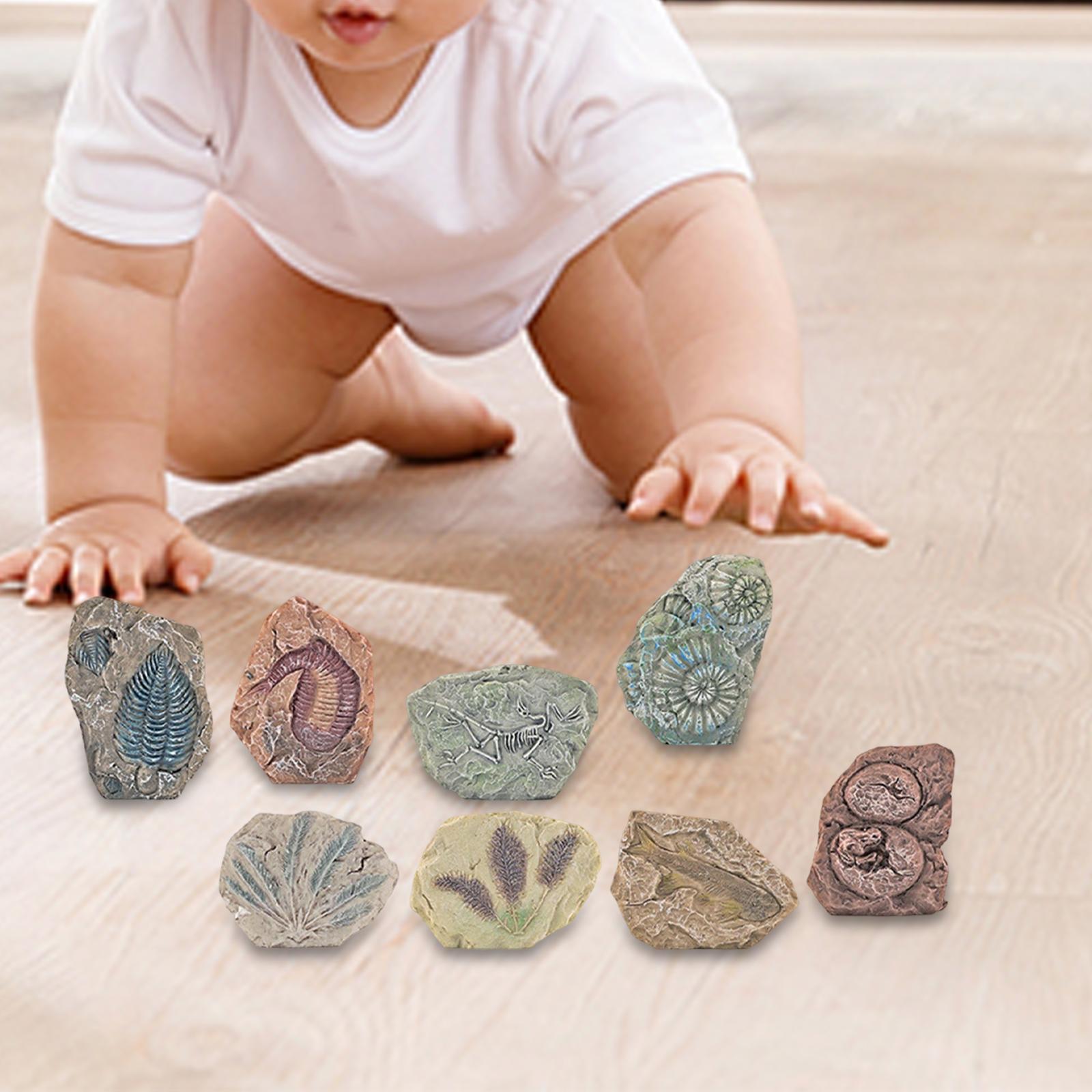 Dinosaur Excavation Kit Archaeology Discovery Kit for Toddler