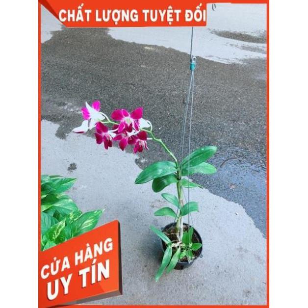 Chậu Lan Dendro