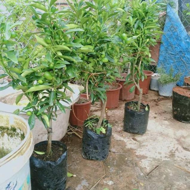 Sản phẩm CÂY QUẤT NGỌT