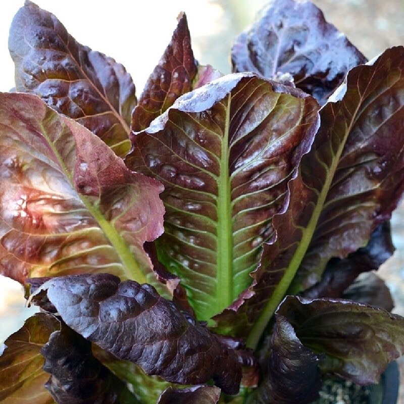 Hạt giống Xà lách Romaine tím 61