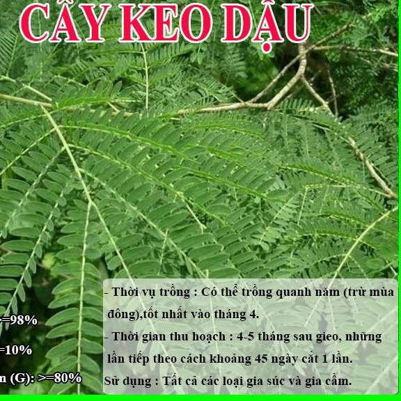 HẠT GIỐNG KEO DẬU - Thức Ăn Chăn Nuôi - Hạt Giống Cỏ Chăn Nuôi - Cỏ Chăn Nuôi Trâu,Bò,Dê...