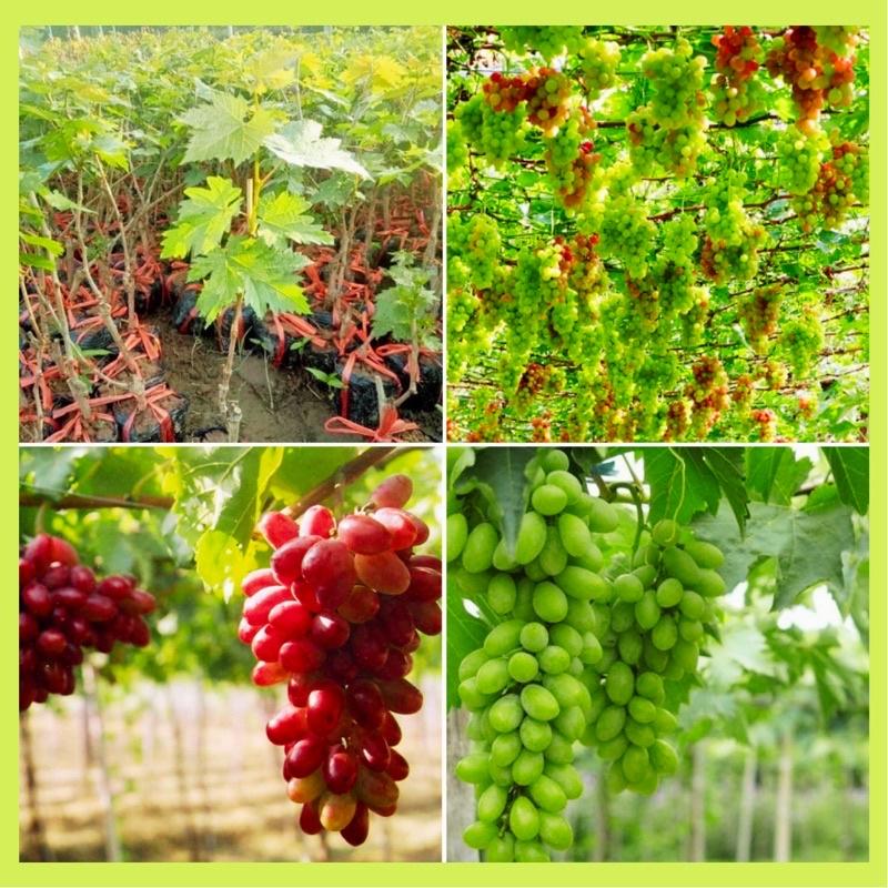 Cây giống nho Ninh Thuận ghép mắt
