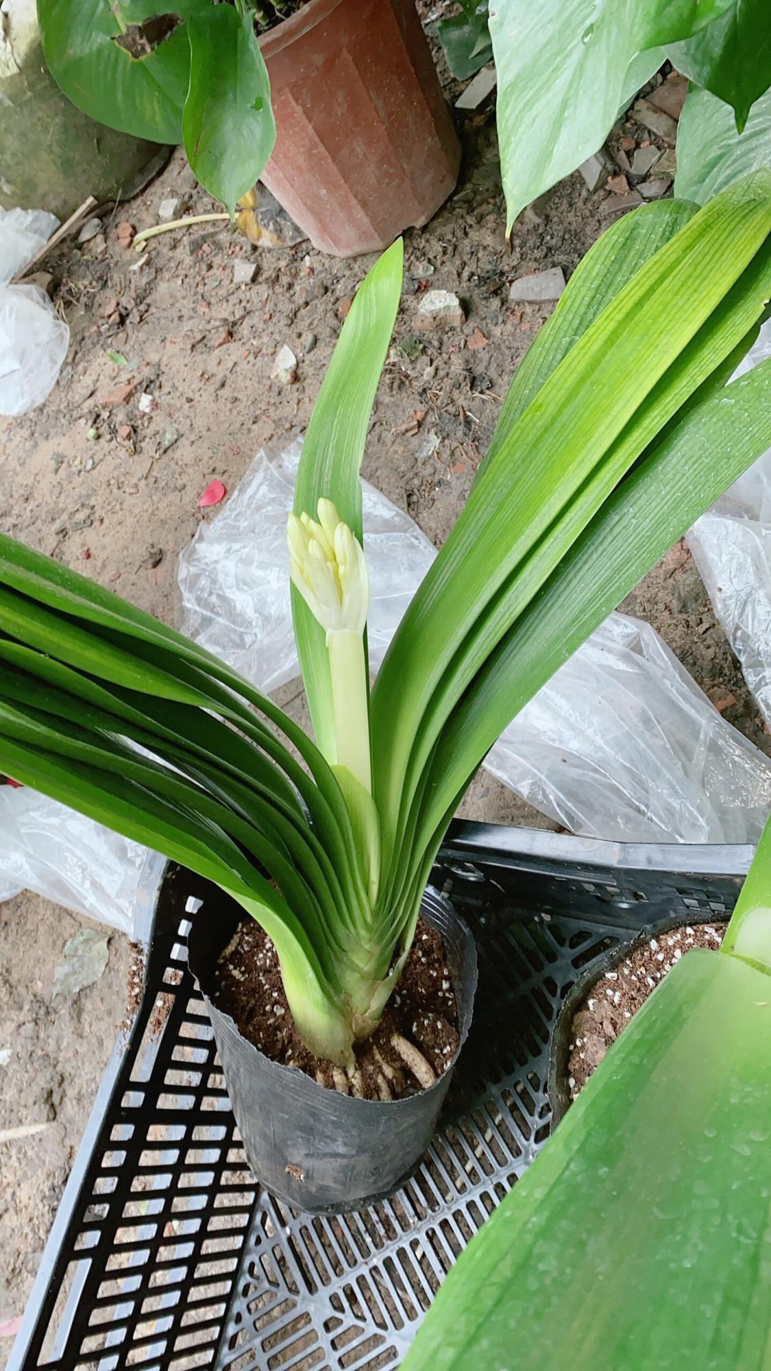 Lan Quân Tử Có Hoa