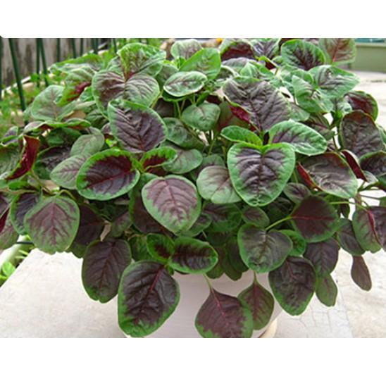20gr hạt rau dền khoang cao sản