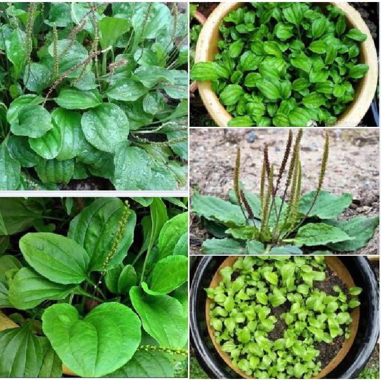 Combo 3 gói hạt giống cây mã đề-gói 2 gram - Tặng 1 gói phân bón